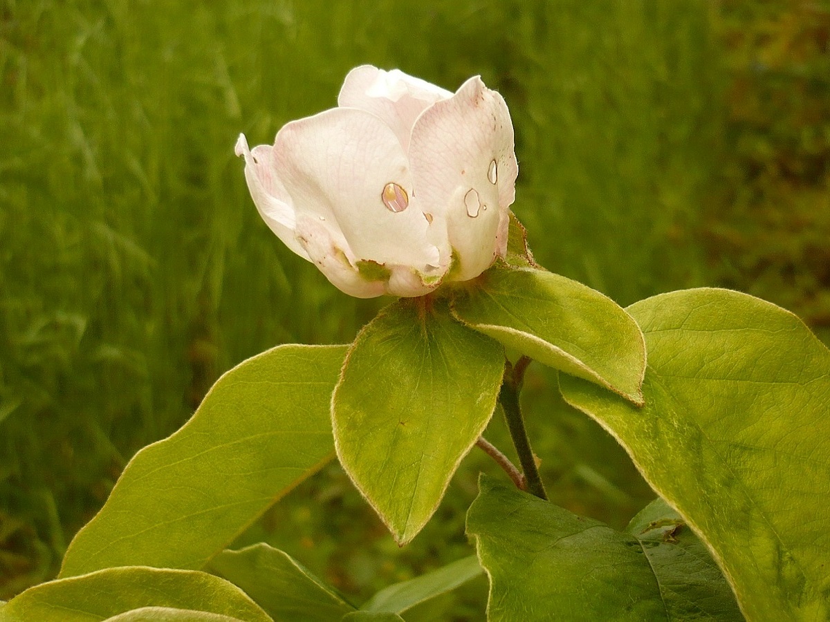 Cydonia oblonga (Rosaceae)